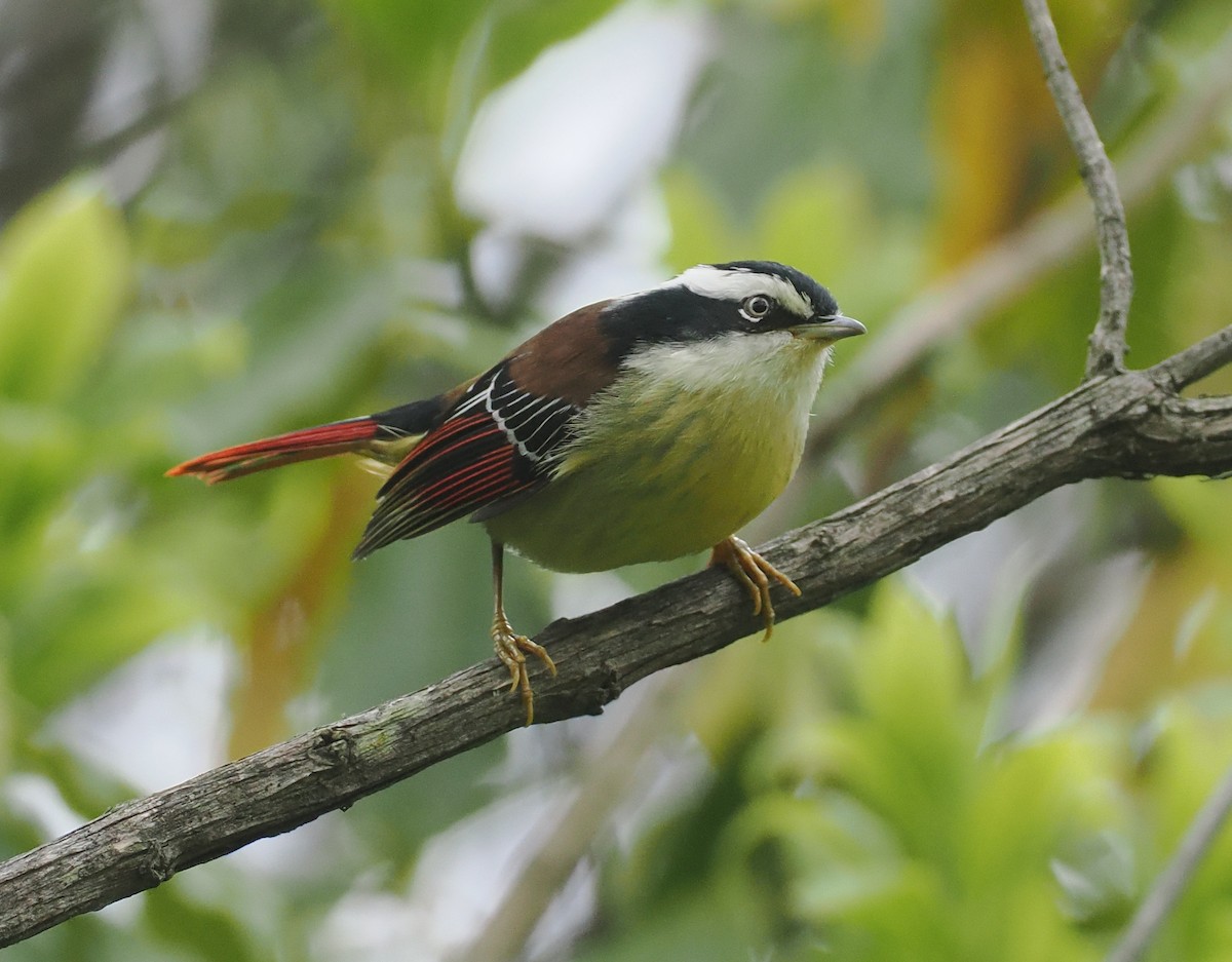 Краснохвостая минла - ML646518296