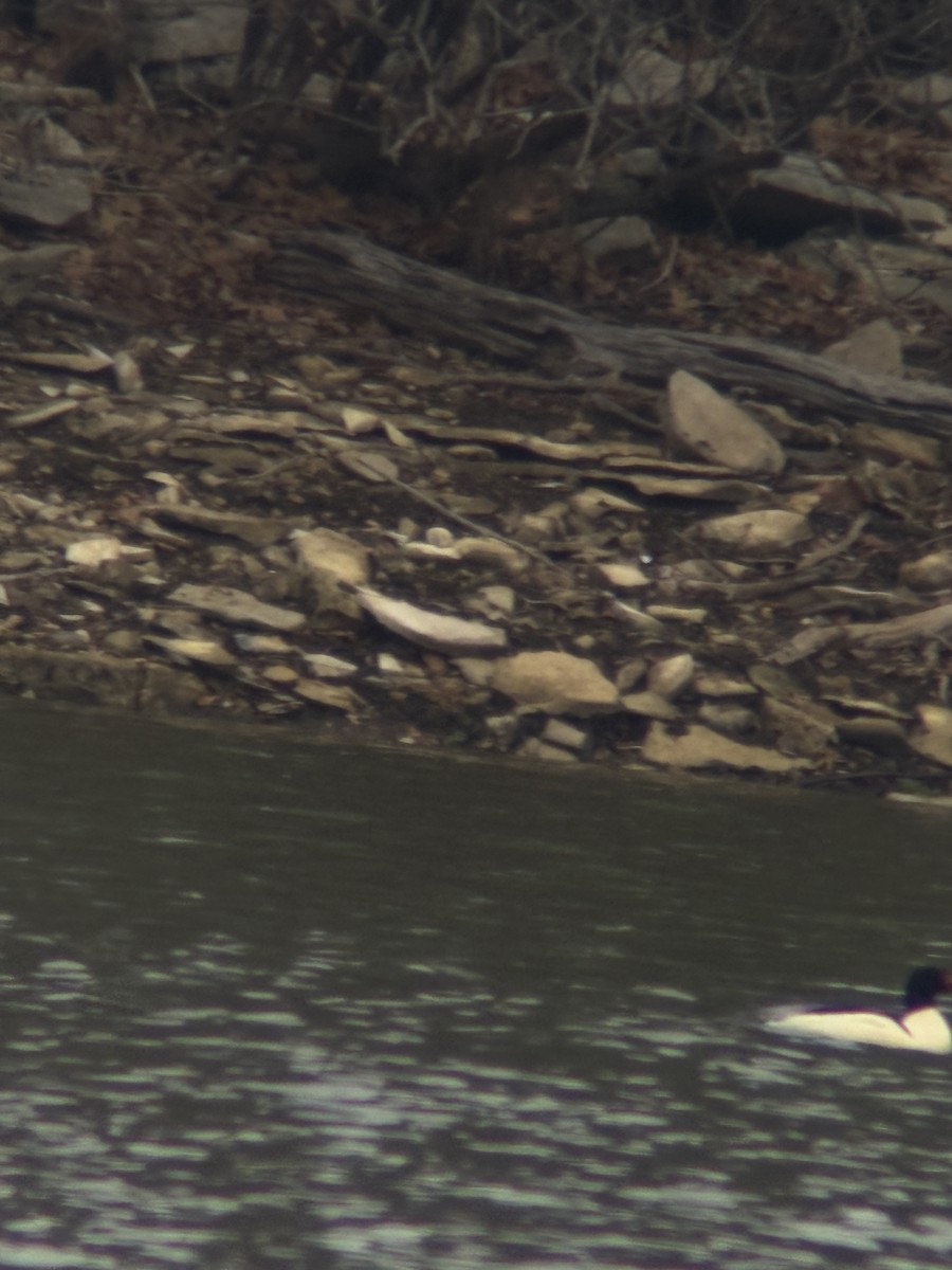 Common Merganser - ML646518299