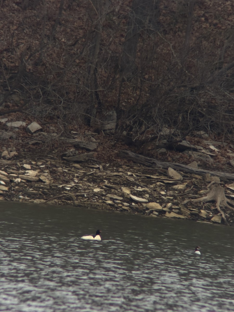 Common Merganser - ML646518300