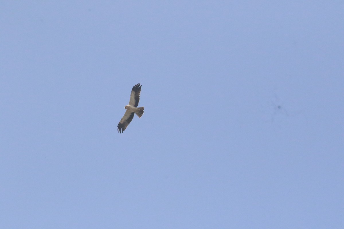 dvergørn - ML646518304