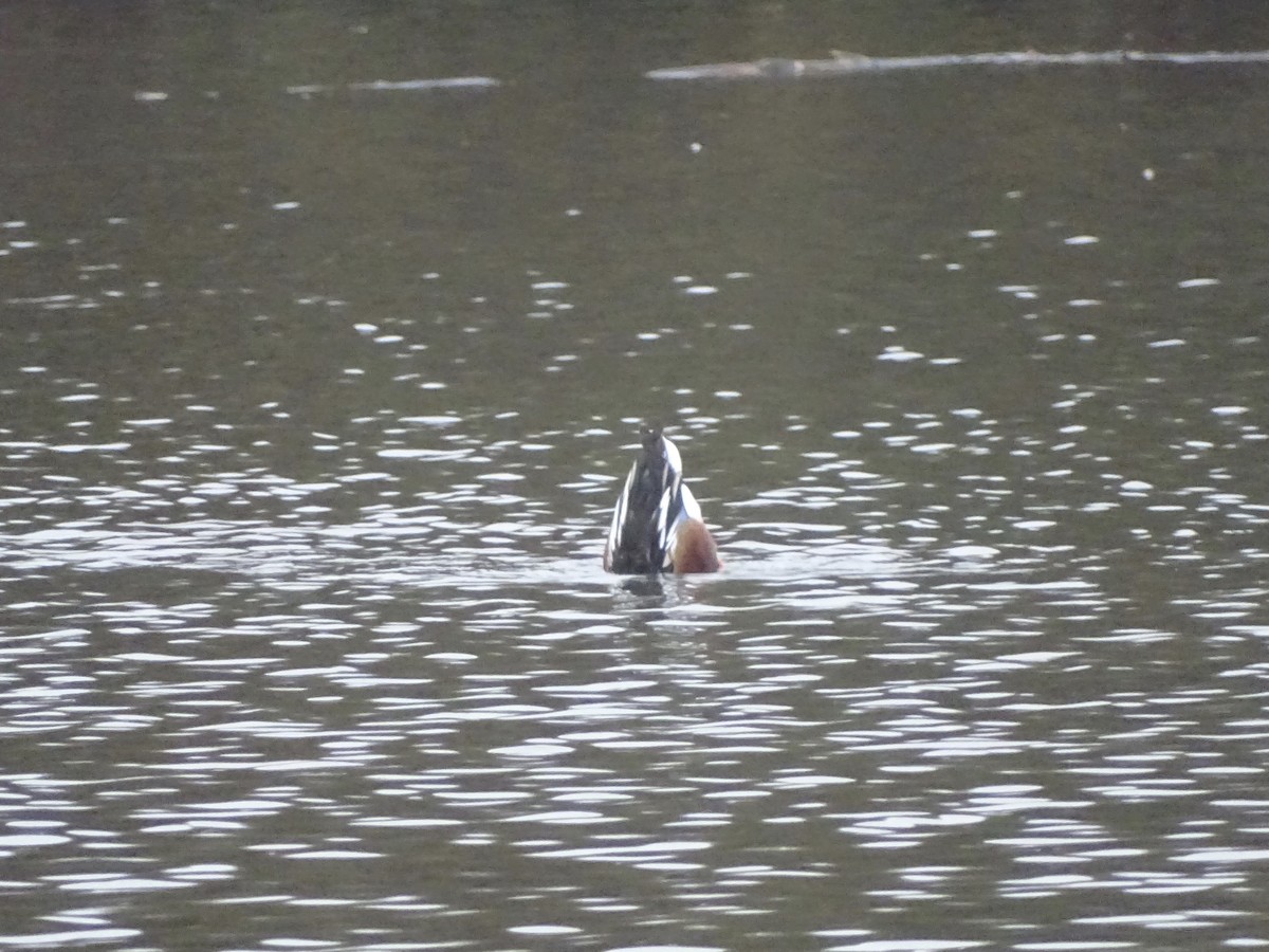 Northern Shoveler - ML646518306