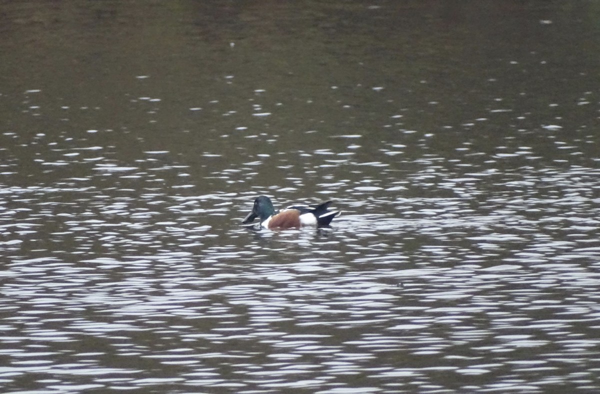 Northern Shoveler - ML646518308