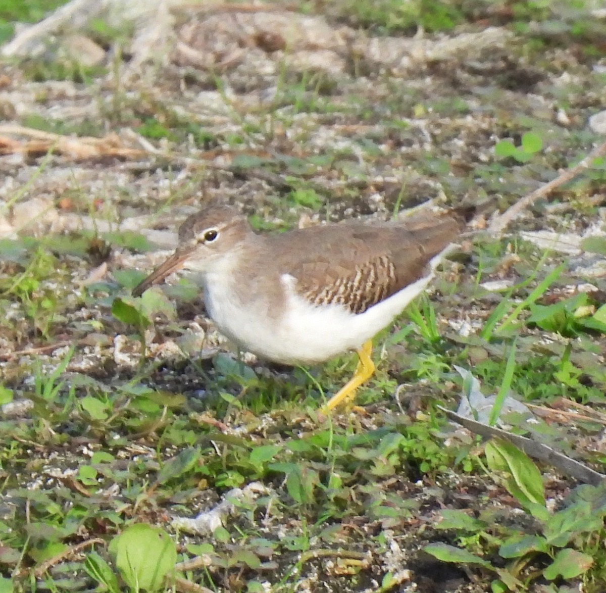 Spotted Sandpiper - ML646518320