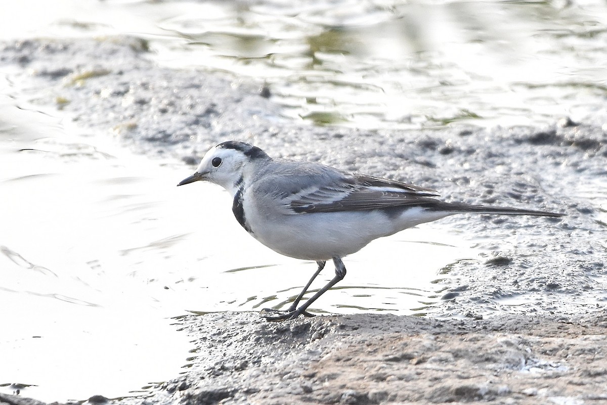 White Wagtail - ML646518321