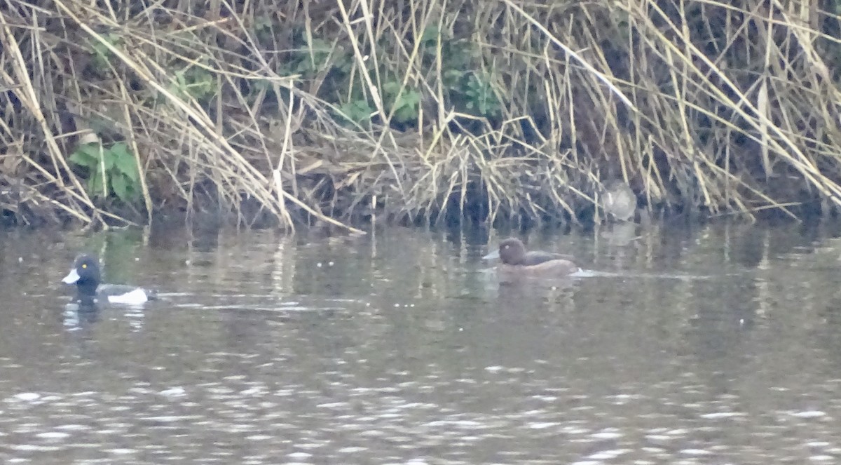 Ferruginous Duck - ML646518322