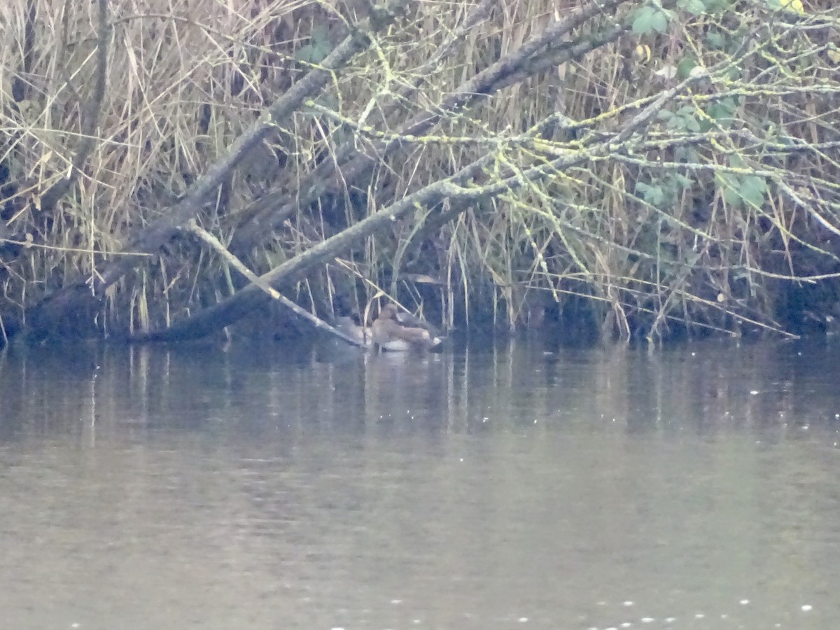 Ferruginous Duck - ML646518323