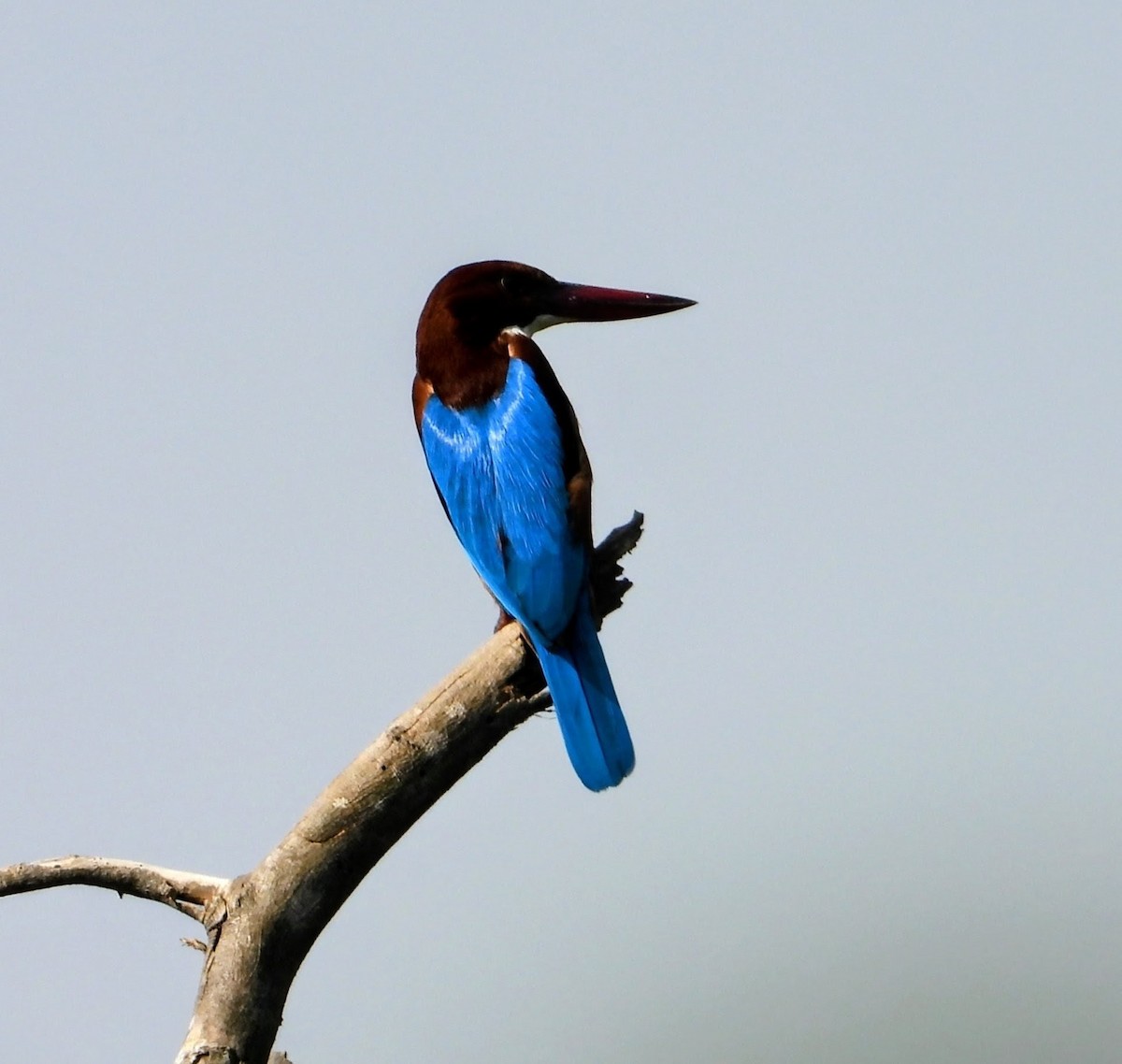 Alción de Esmirna - ML646518327