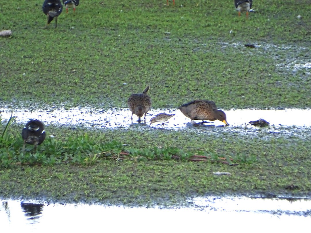 Yellow-billed Teal - ML646518333