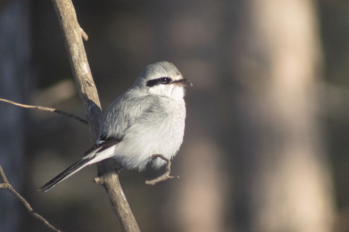 Northern Shrike - ML646518334