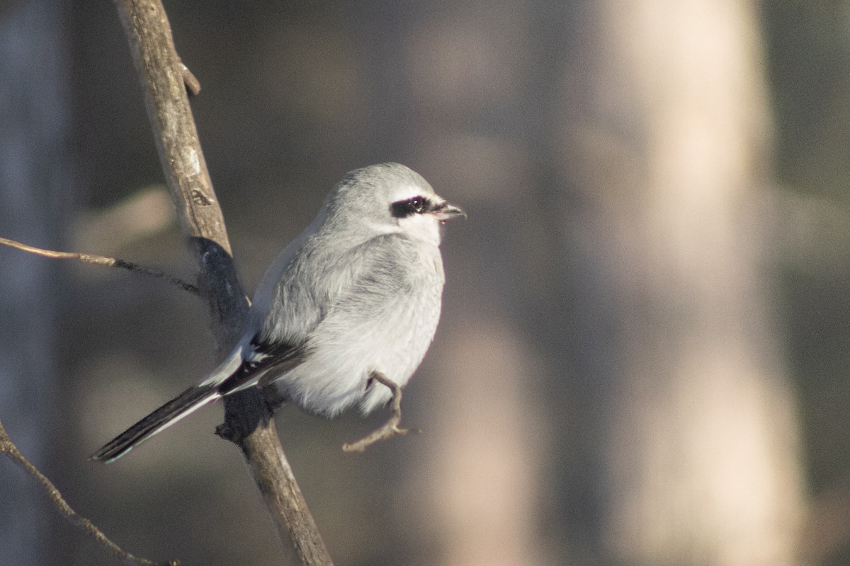 Northern Shrike - ML646518338