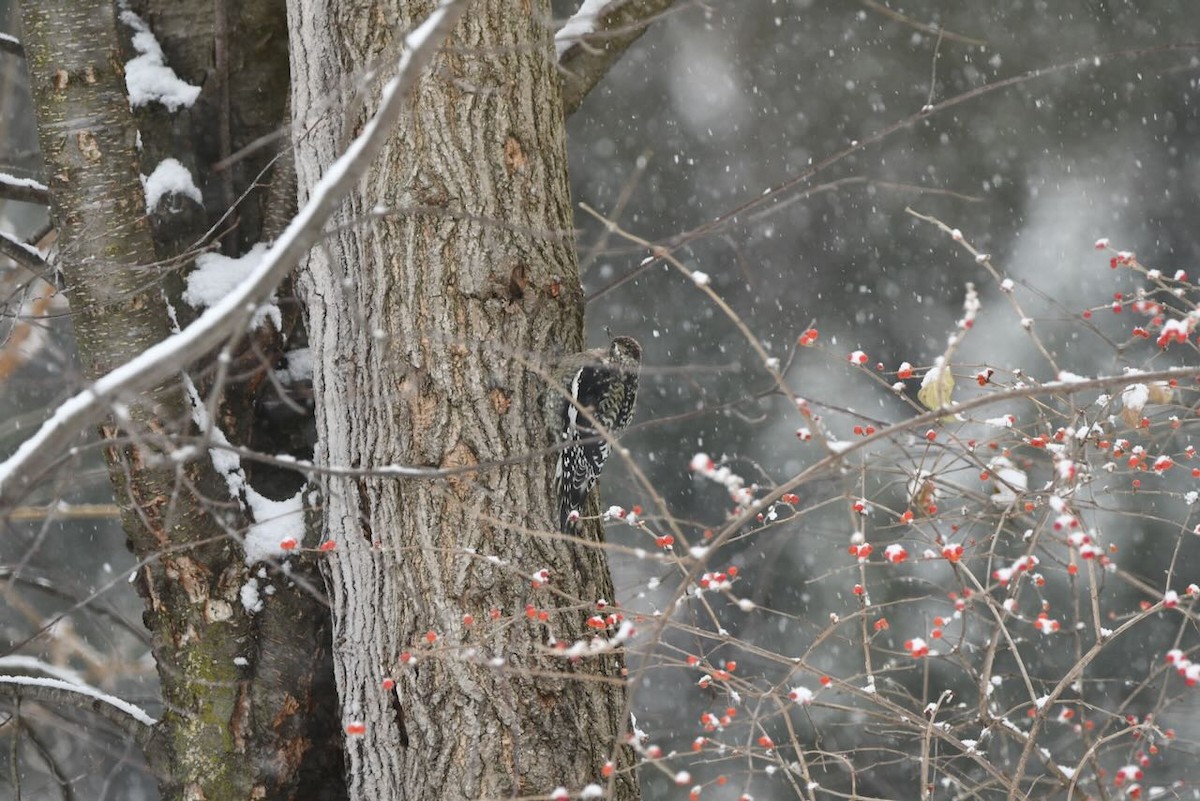 Yellow-bellied Sapsucker - ML646518340