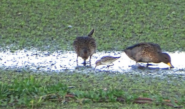 Орог элсэг - ML646518344