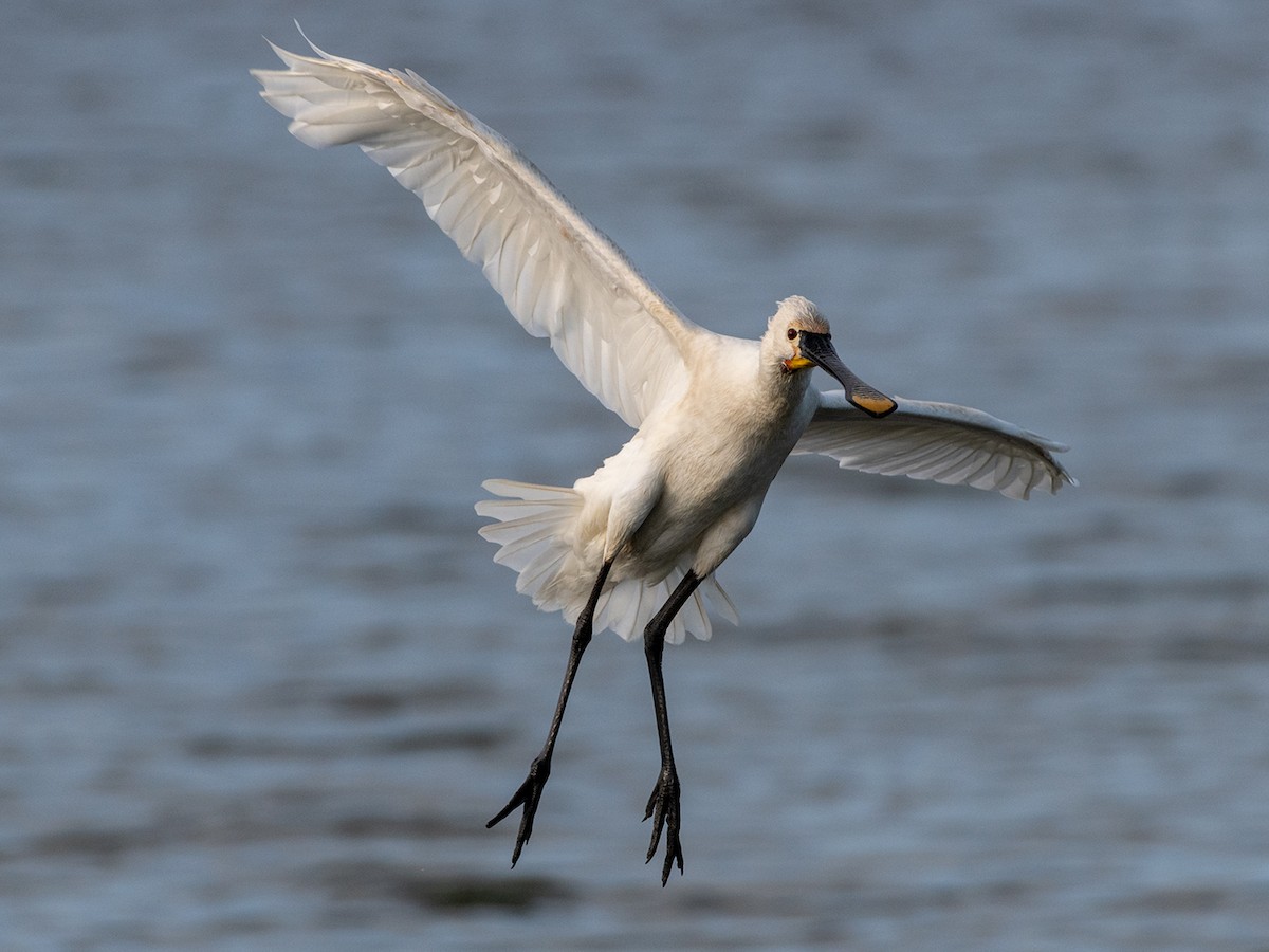 白琵鷺 - ML646518345