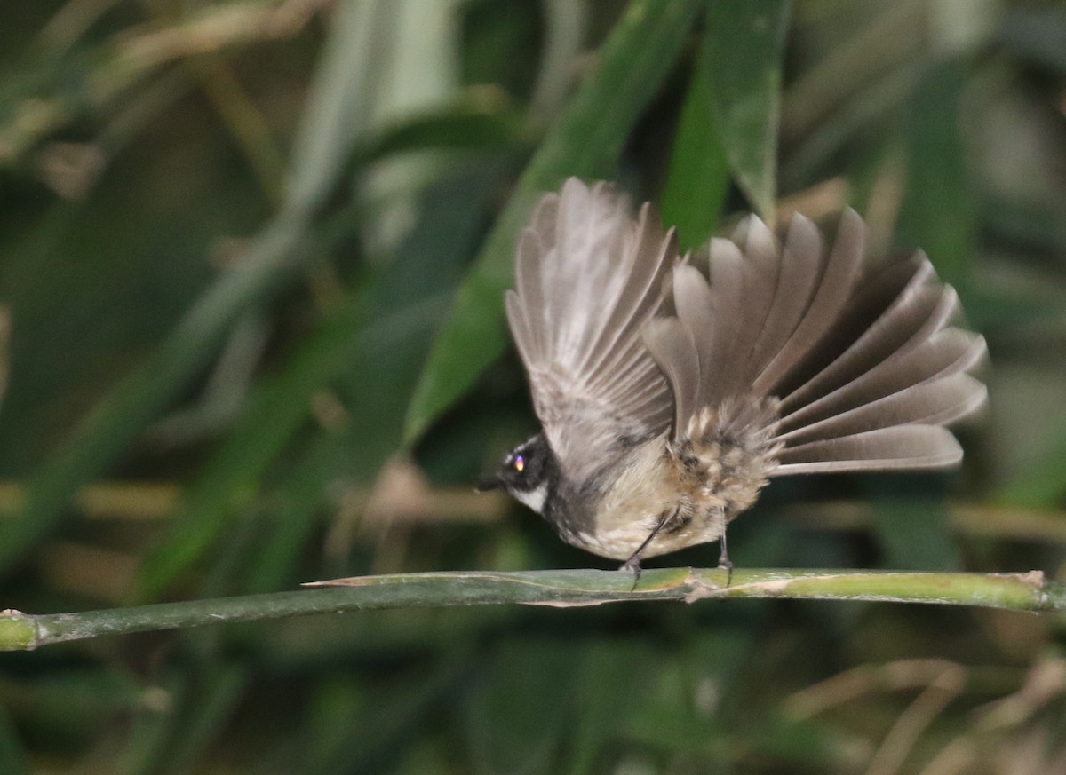 Spot-breasted/White-browed Fantail - ML646518346