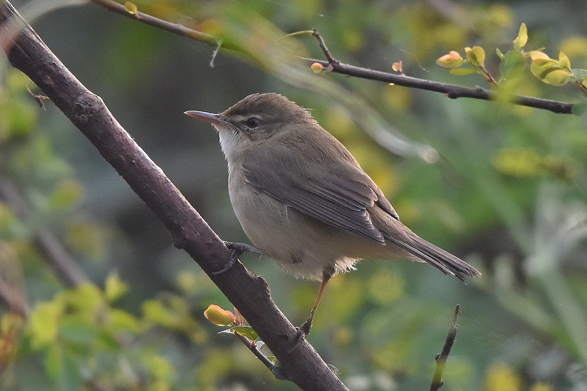 Blyth's Reed Warbler - ML646518347