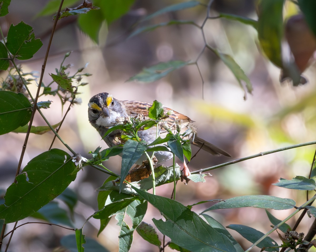 White-throated Sparrow - ML646518351