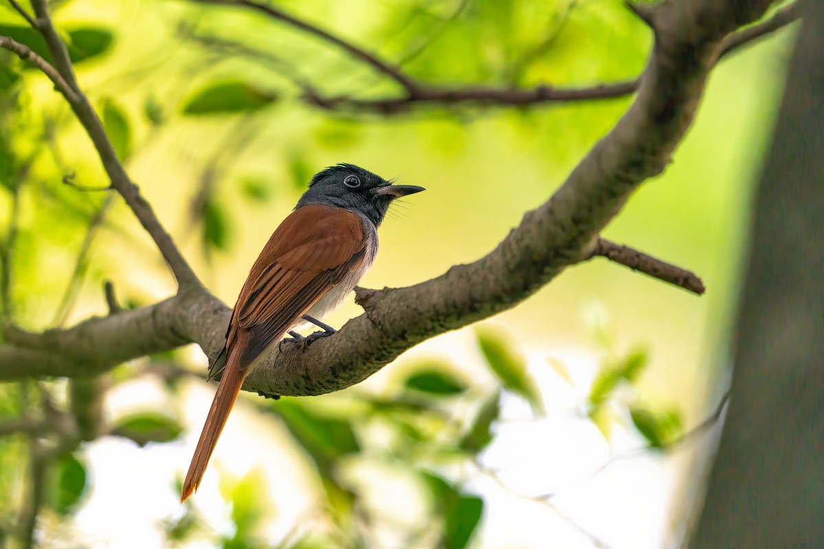 Tchitrec de Chine - ML646518352