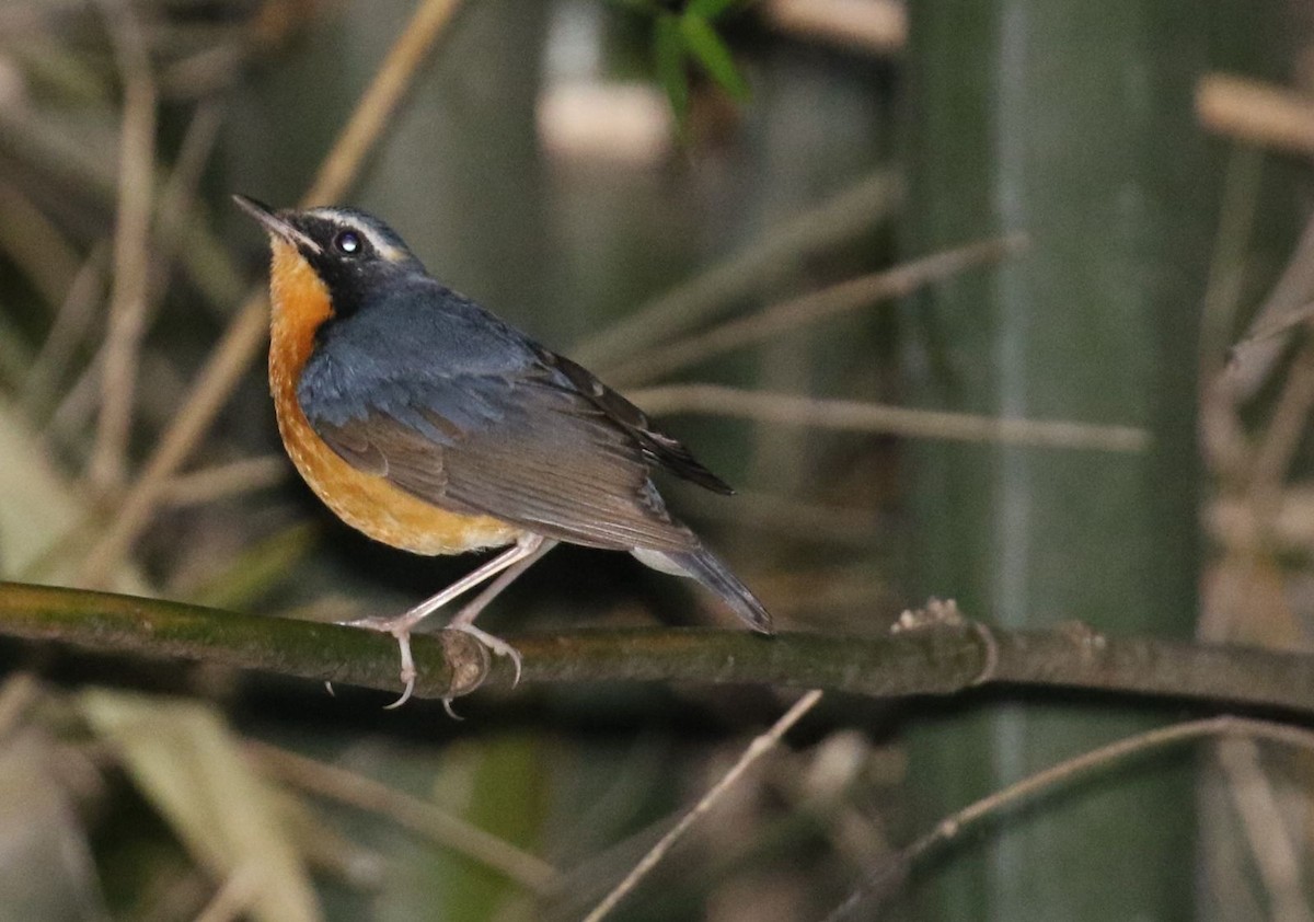 Indian Robin - ML646518355