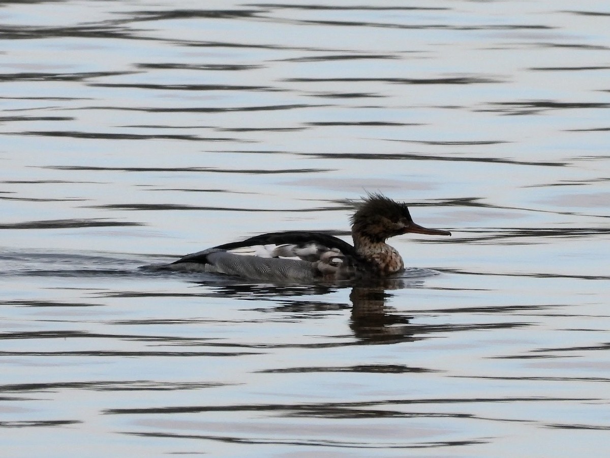 Tarakdiş - ML646518356