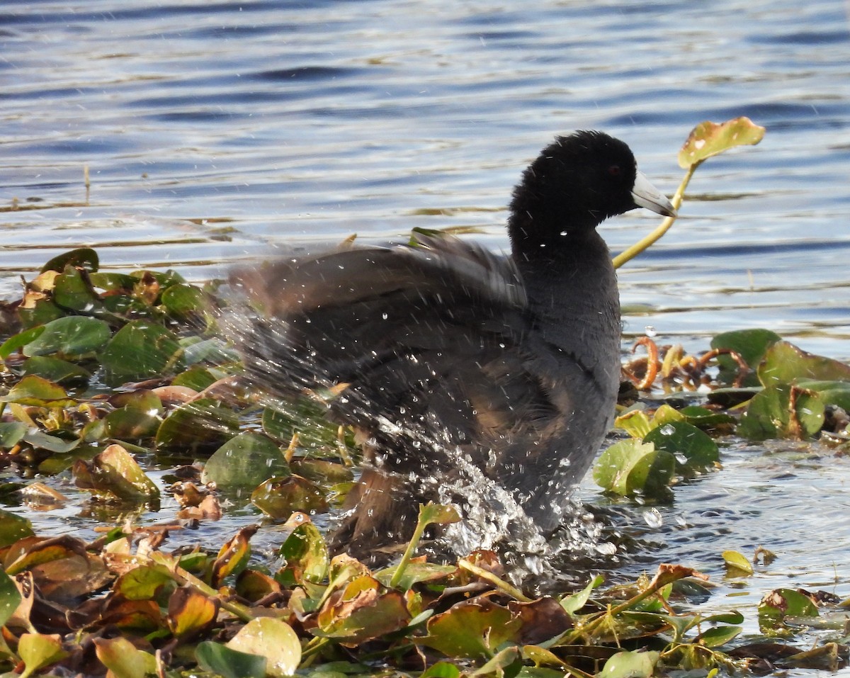American Coot - ML646518358