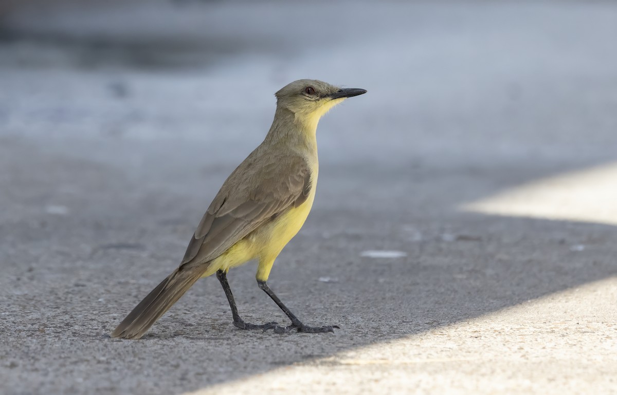 ウシタイランチョウ - ML646518360