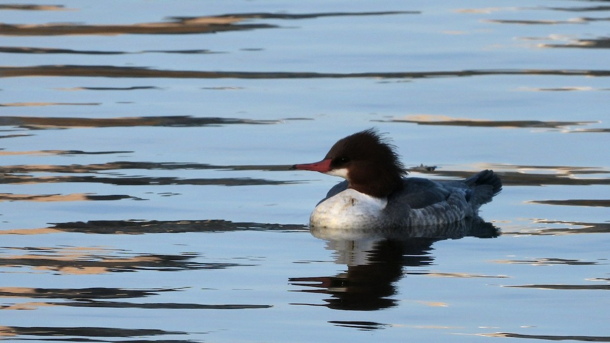 Common Merganser - ML646518365