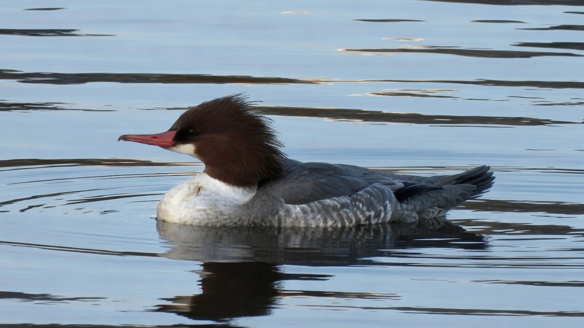 Common Merganser - ML646518369