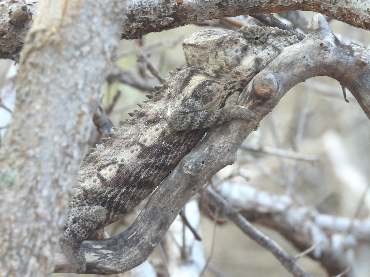 Reptiles - ML646518370