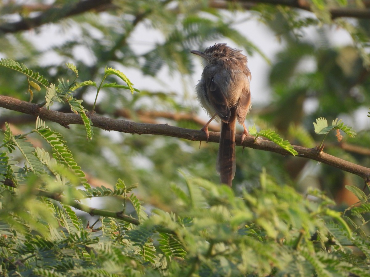 インドハウチワドリ - ML646518371