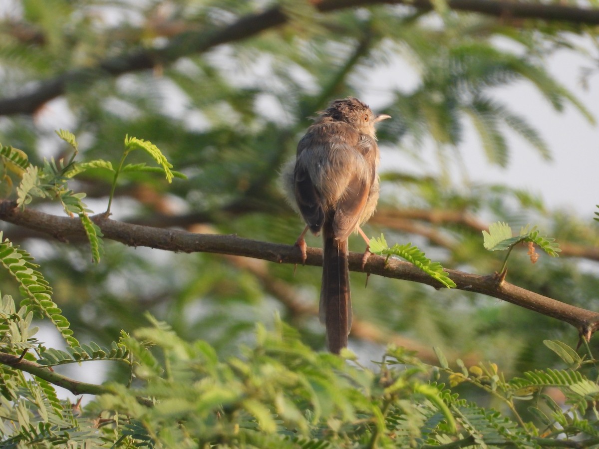 インドハウチワドリ - ML646518372