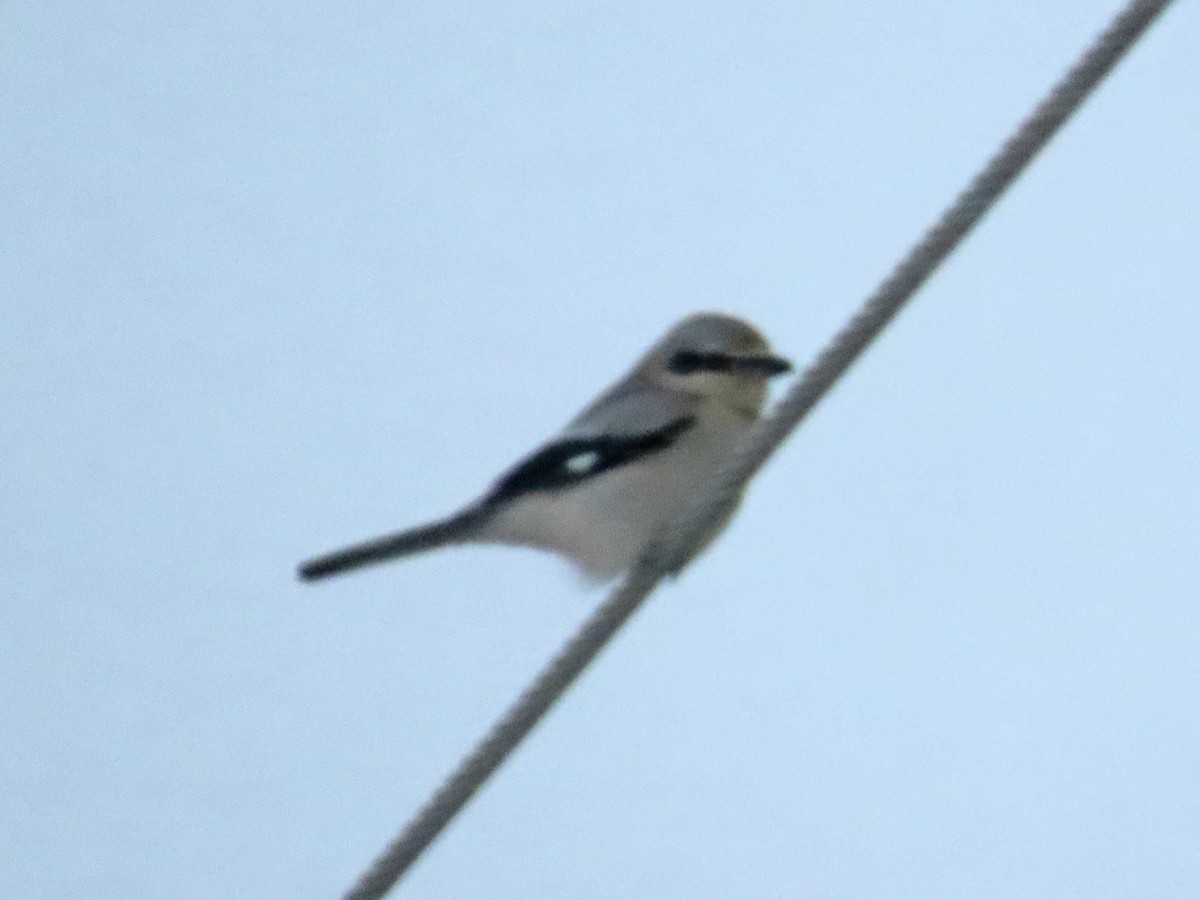 オオモズ - ML646518374