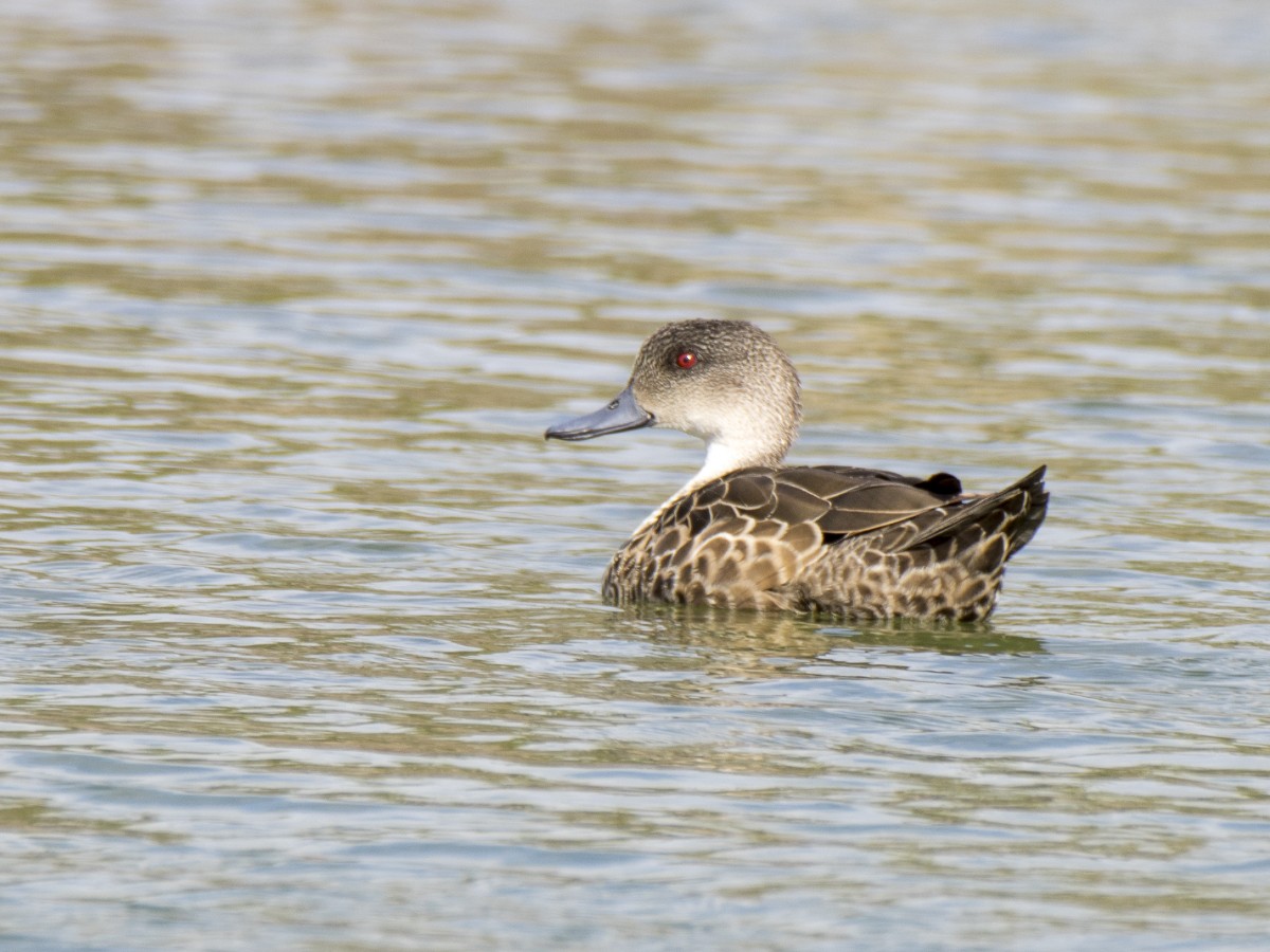Серый чирок - ML646518378