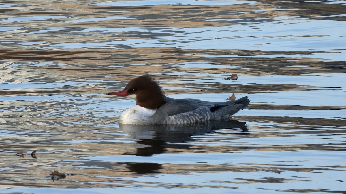 Common Merganser - ML646518379
