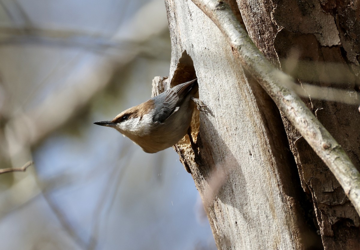 Sittelle à tête brune - ML646518383