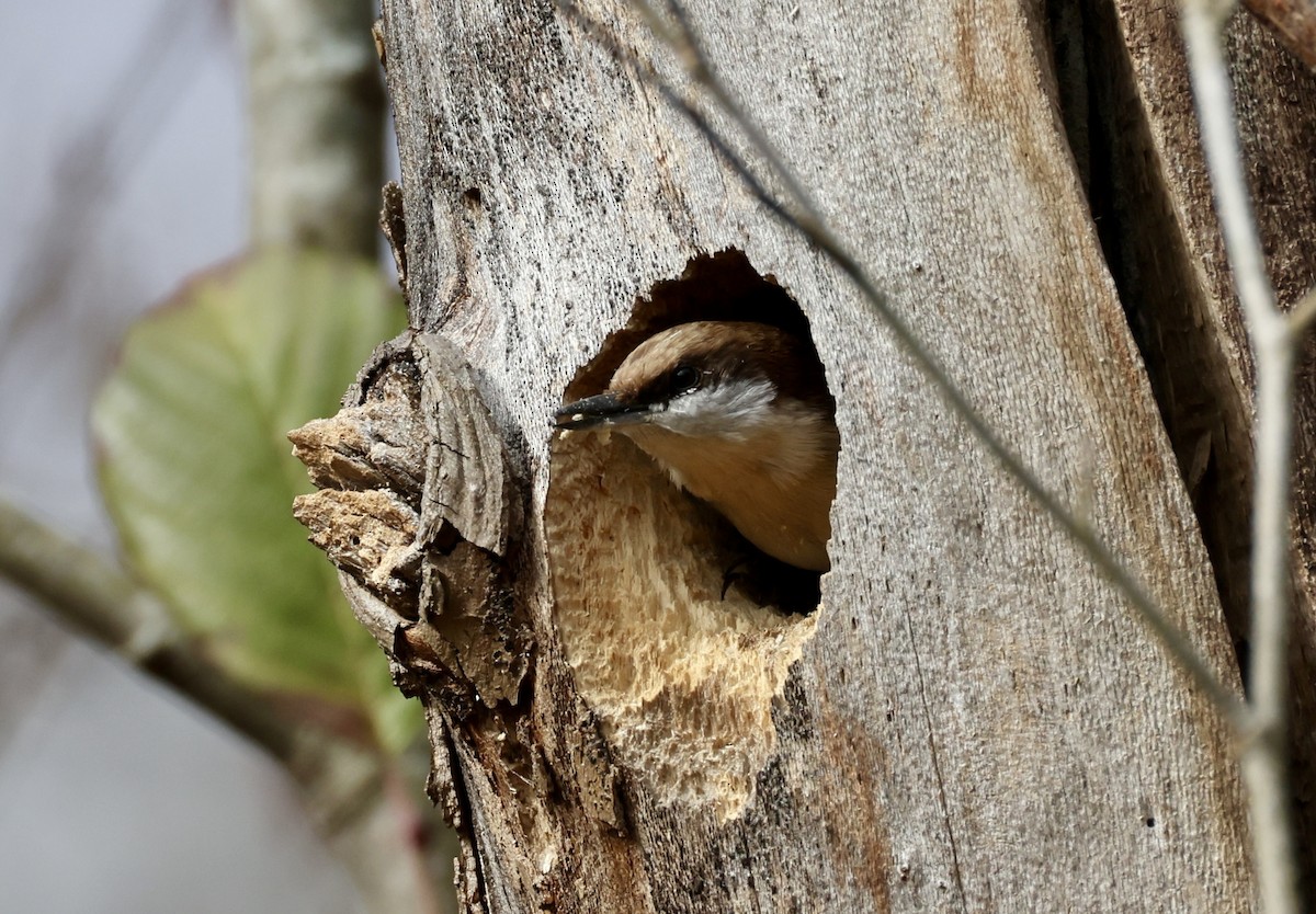 Sittelle à tête brune - ML646518384