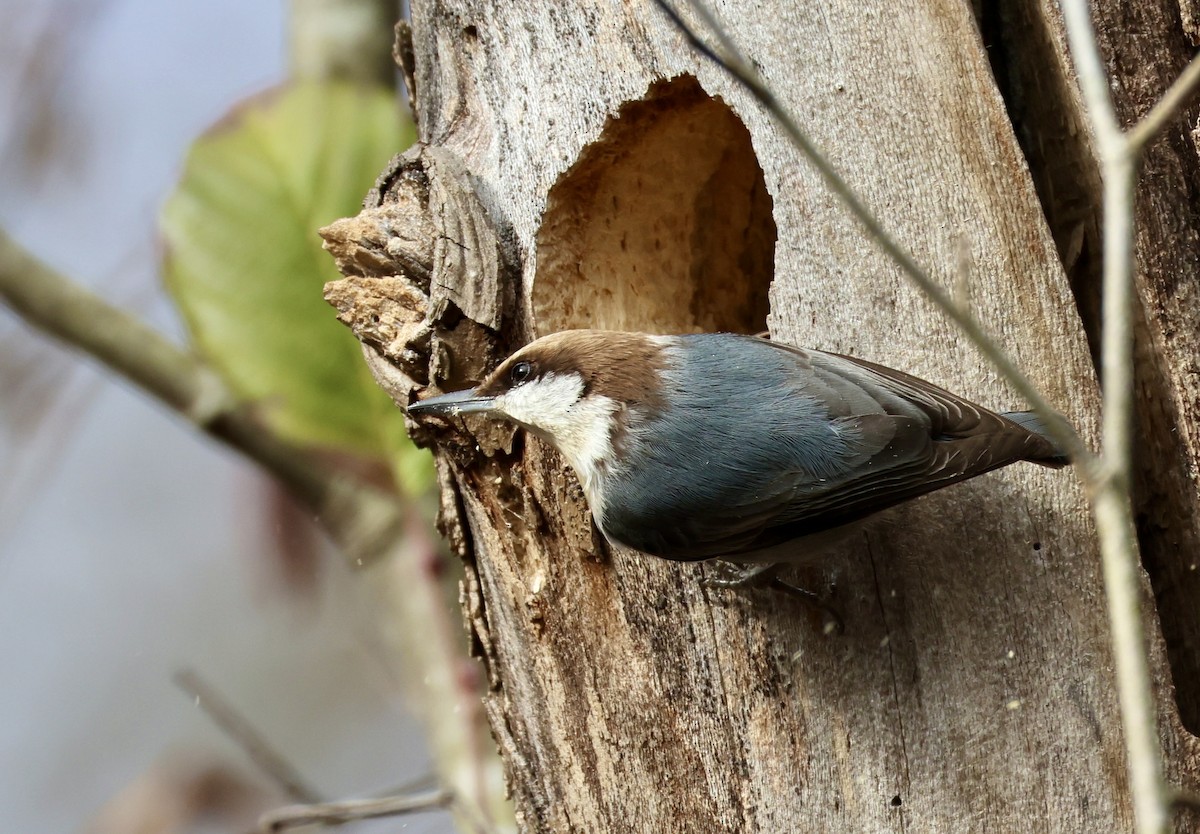 Sittelle à tête brune - ML646518385