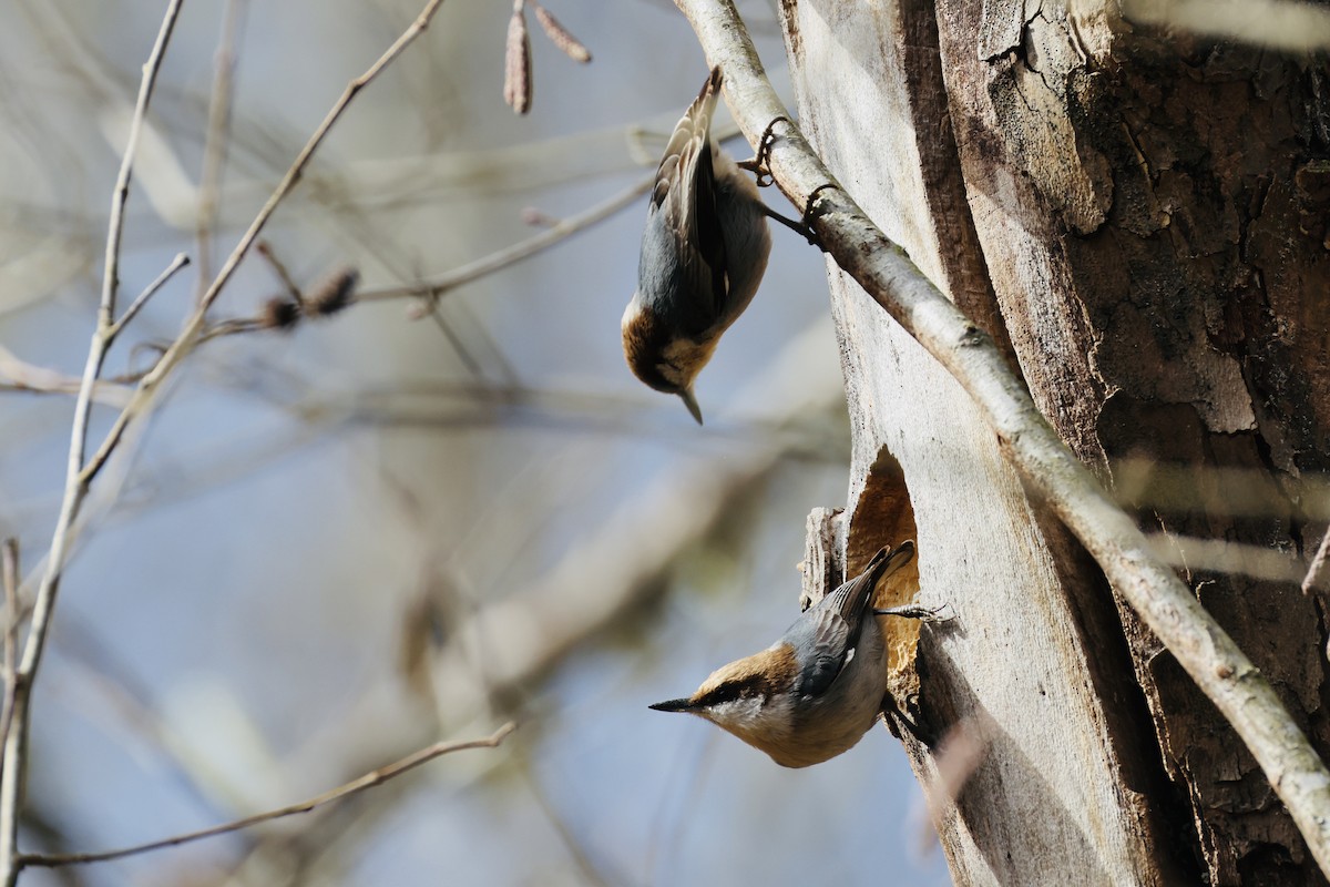 Sittelle à tête brune - ML646518387