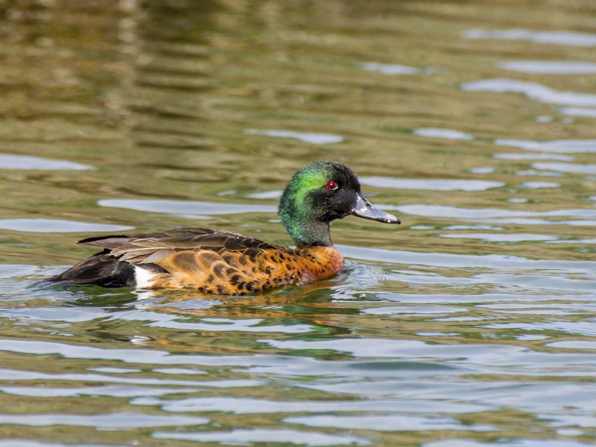 Каштановый чирок - ML646518391