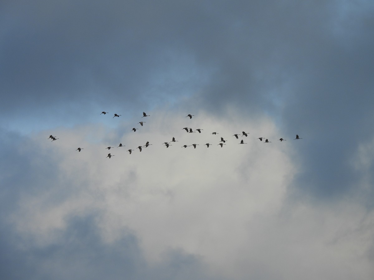 沙丘鶴 - ML646518394