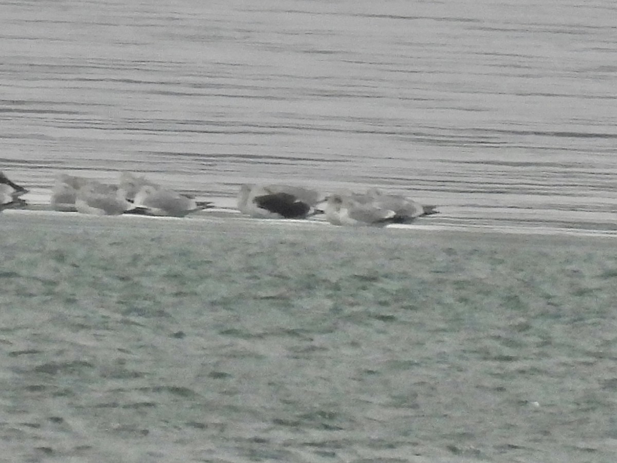 鷗亞科 - ML646518395