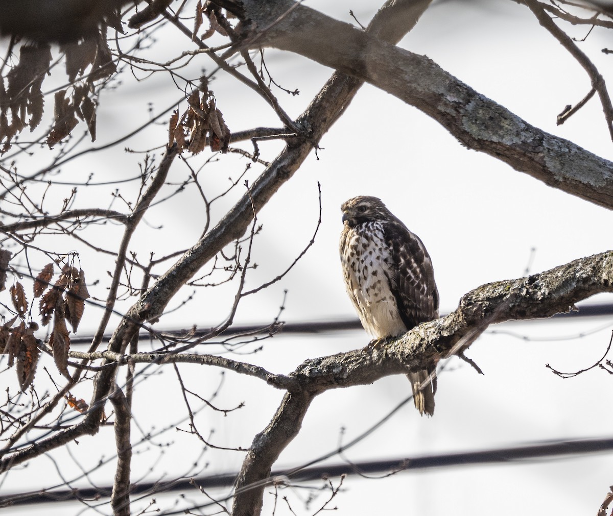 Красноплечий канюк - ML646518397