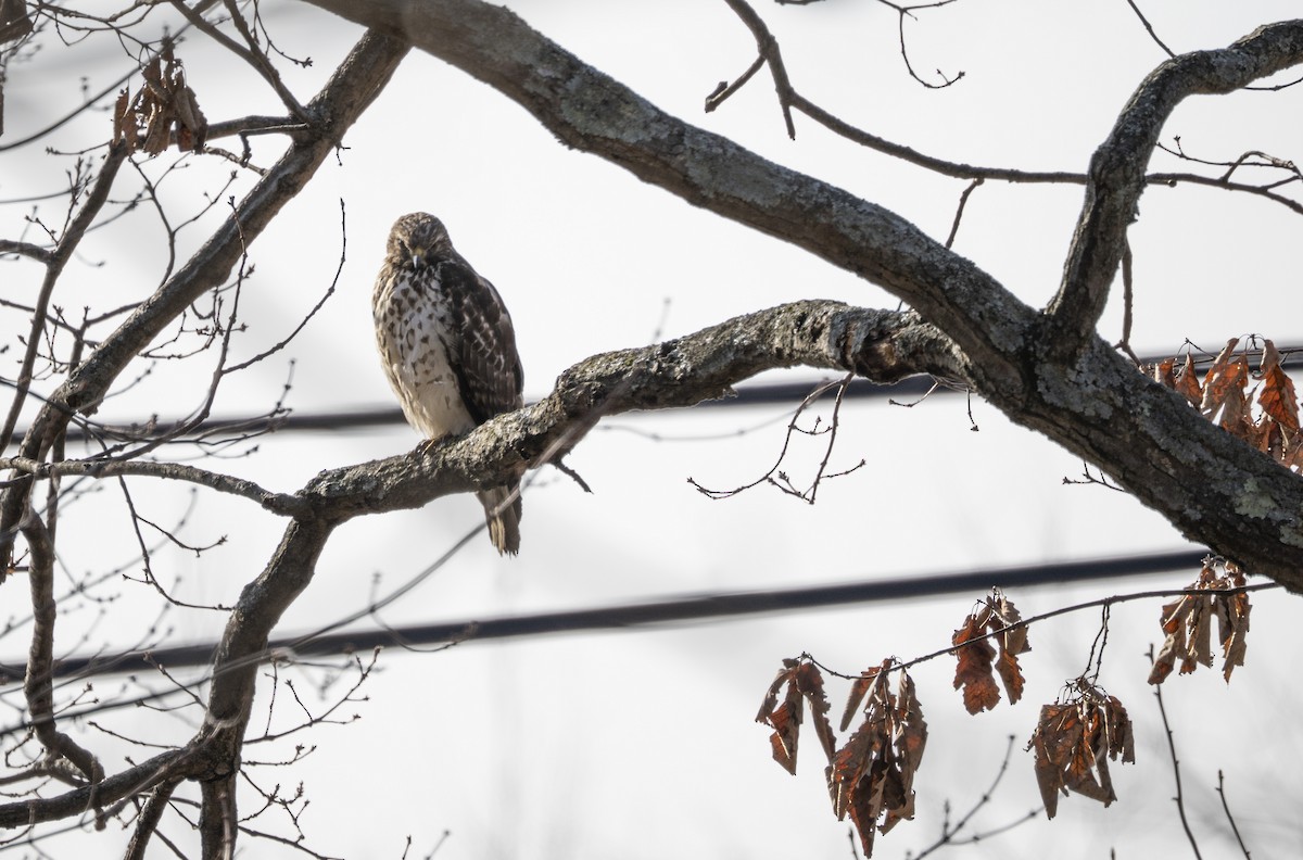 Красноплечий канюк - ML646518398