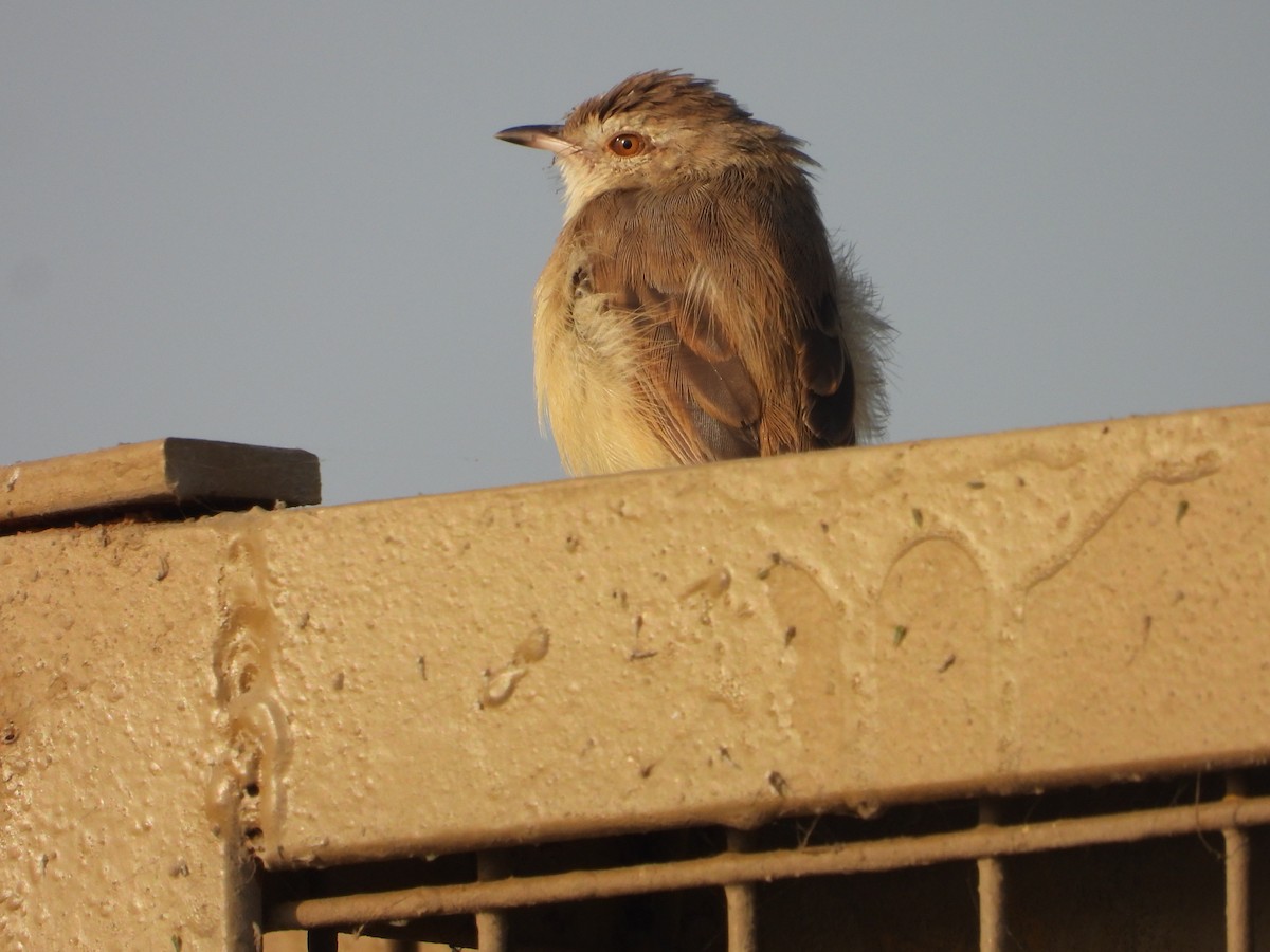 Prinia Sencilla - ML646518401