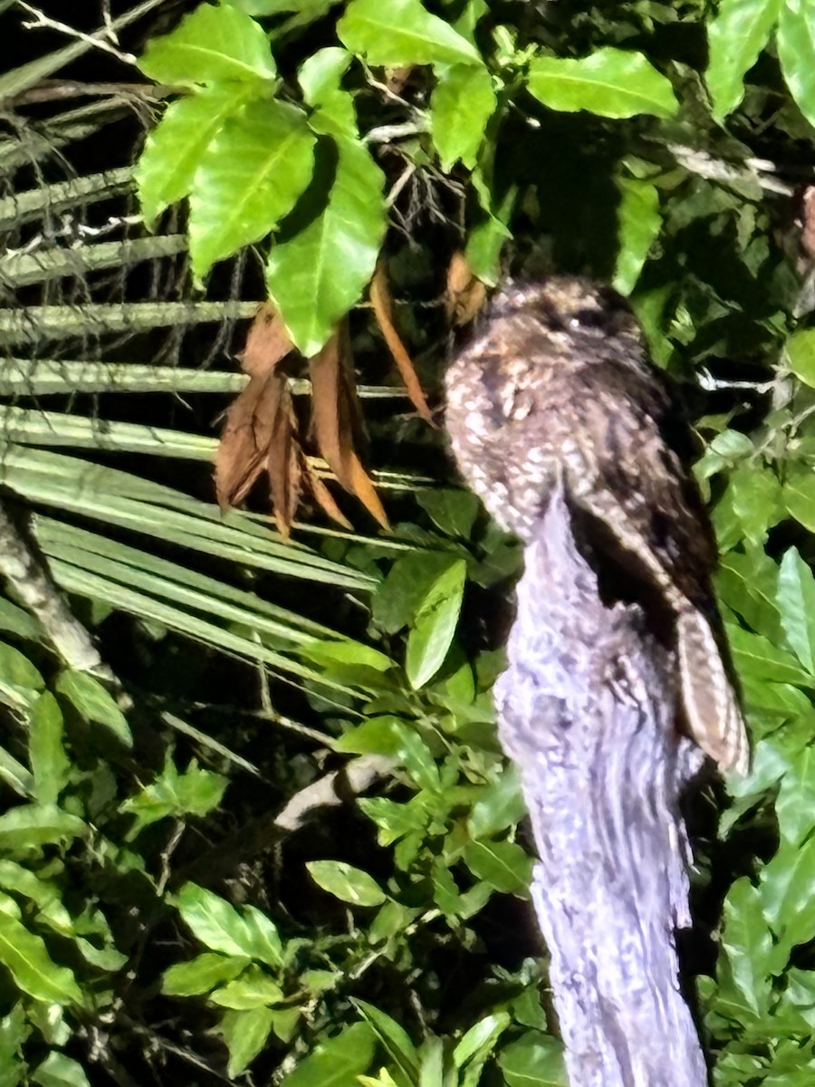 Yucatan Nightjar - ML646518402