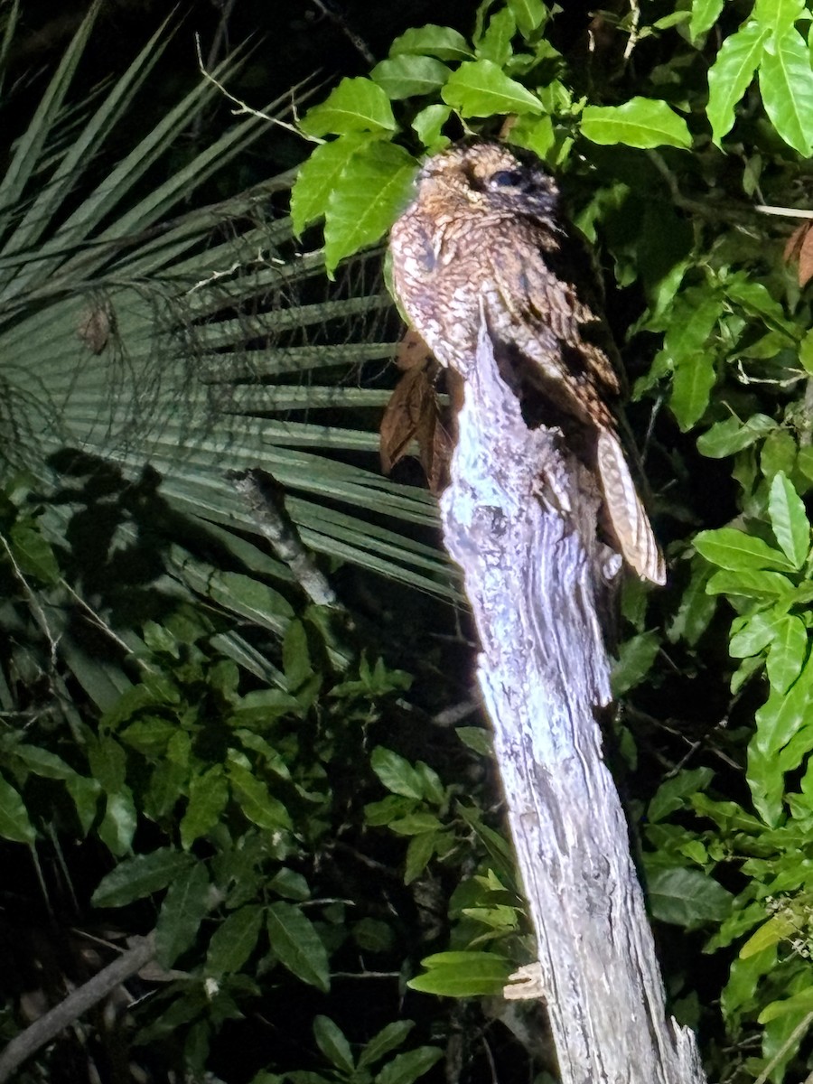 Yucatan Nightjar - ML646518403