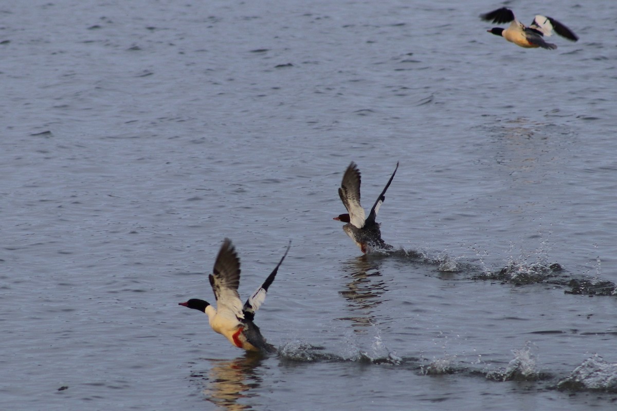 Common Merganser - ML646518406
