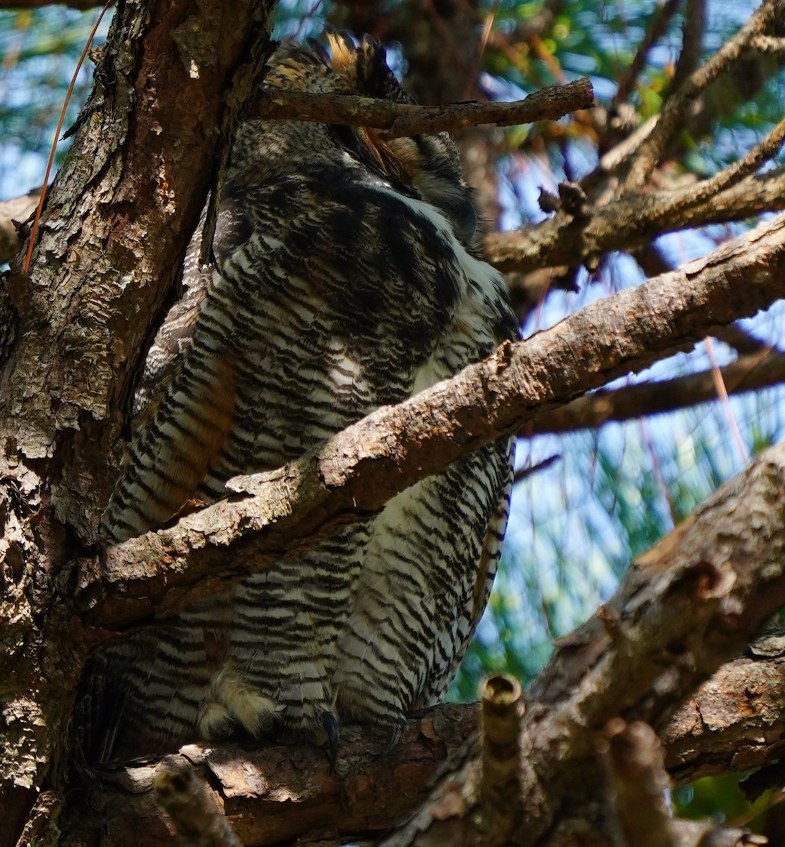 Great Horned Owl - ML646518407