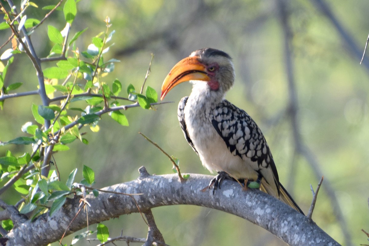 banantoko - ML646518408