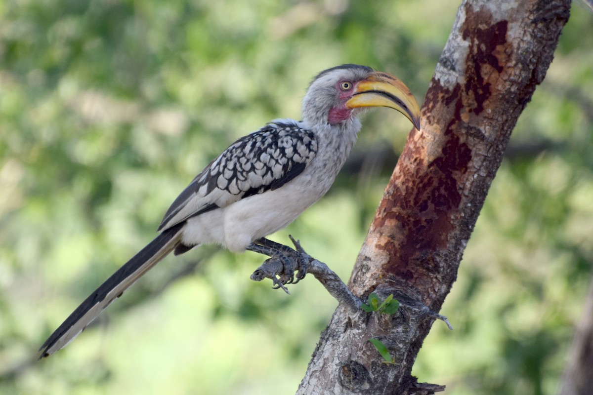 banantoko - ML646518409