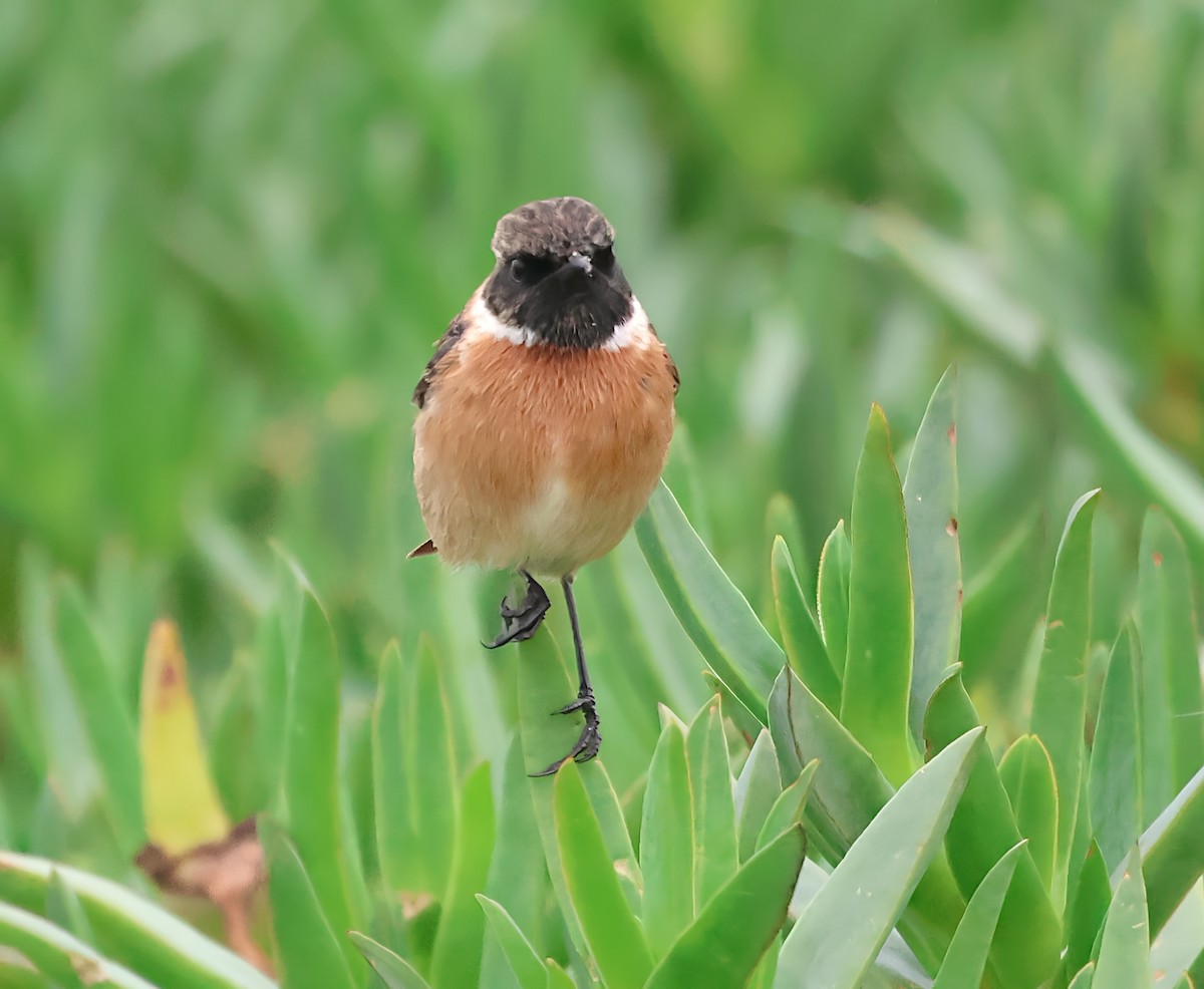 Трав'янка чорноголова - ML646518421